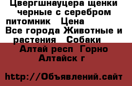 Цвергшнауцера щенки черные с серебром питомник › Цена ­ 30 000 - Все города Животные и растения » Собаки   . Алтай респ.,Горно-Алтайск г.